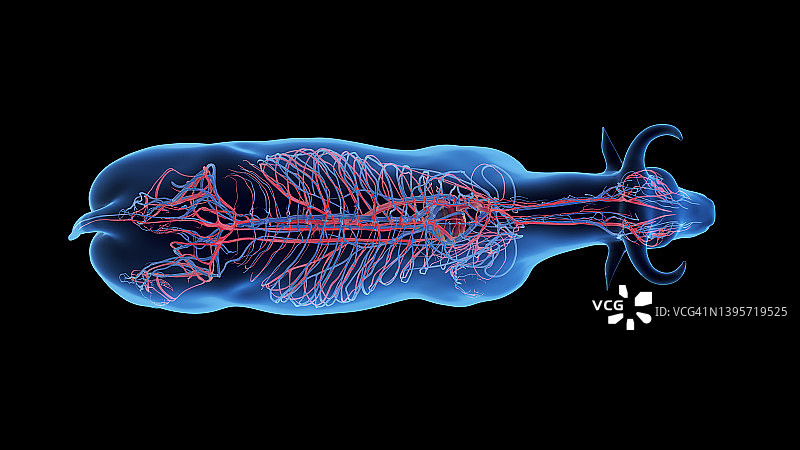 牛的血管系统图图片素材