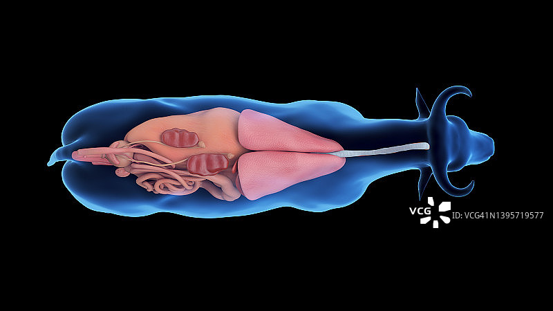 牛的器官，图示图片素材