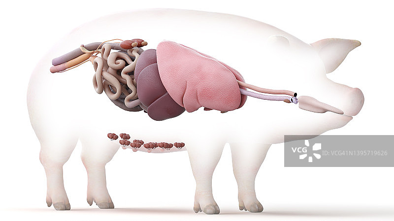 猪的解剖结构，插图图片素材