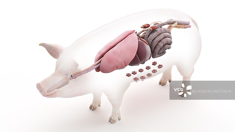 猪的解剖结构，插图图片素材