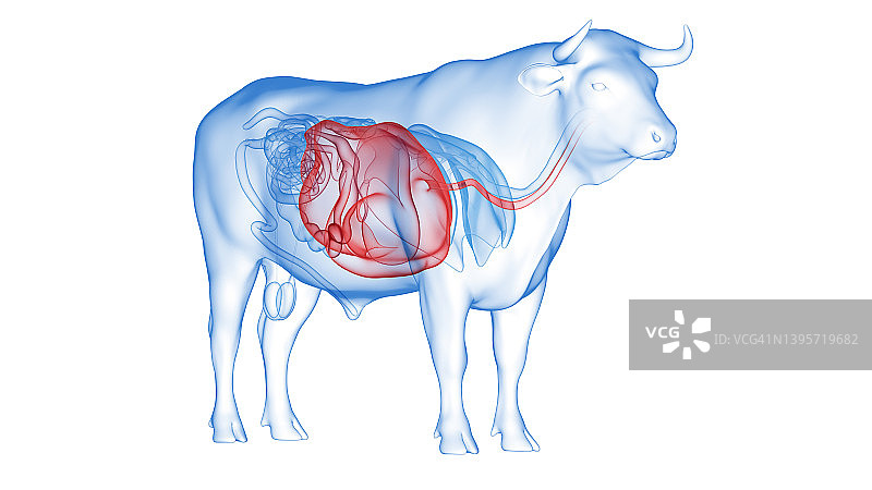 牛胃插画图片素材