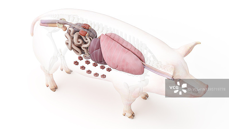 猪的解剖结构，插图图片素材