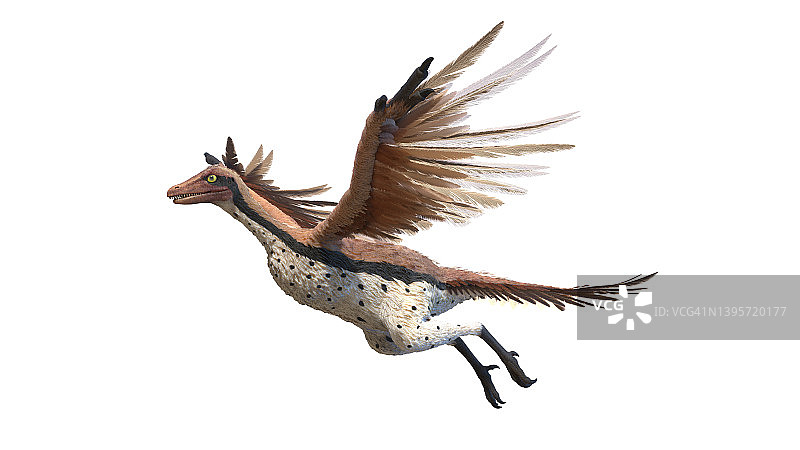 始祖鸟插图图片素材