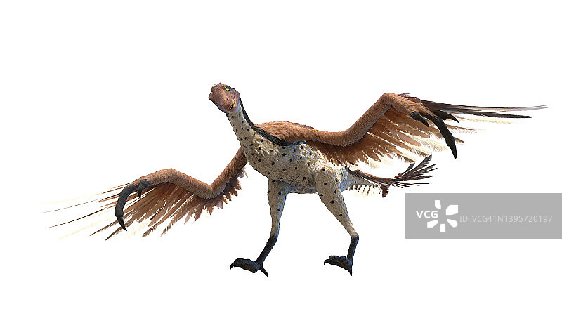 始祖鸟插图图片素材