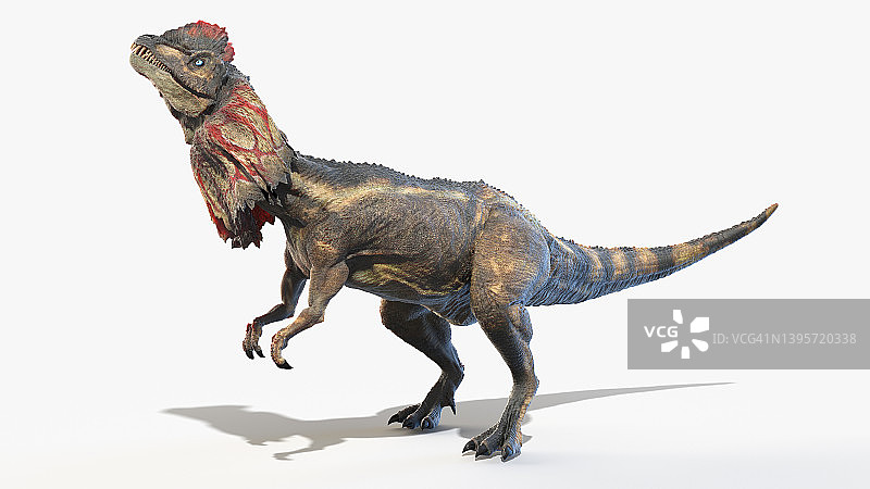 双脊龙插画图片素材