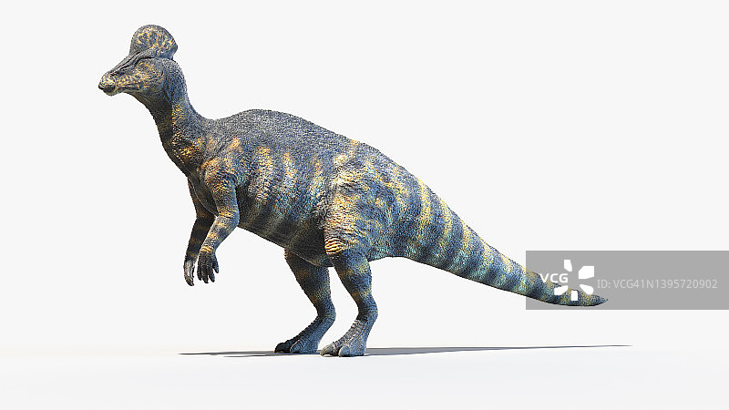 冠龙，插图图片素材