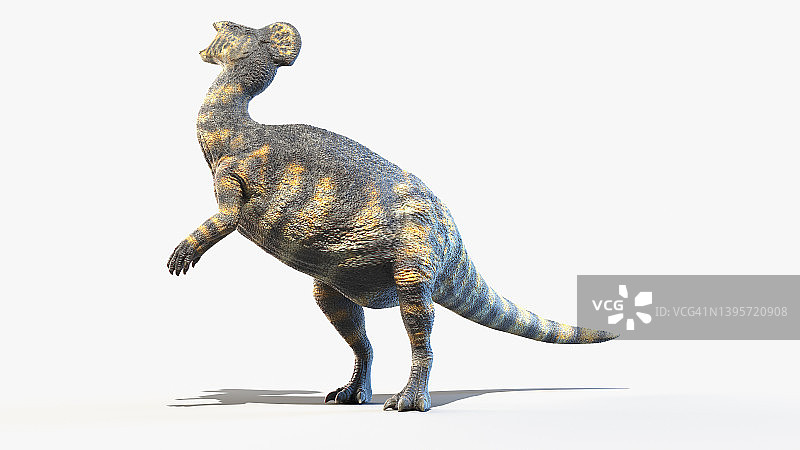 冠龙，插图图片素材