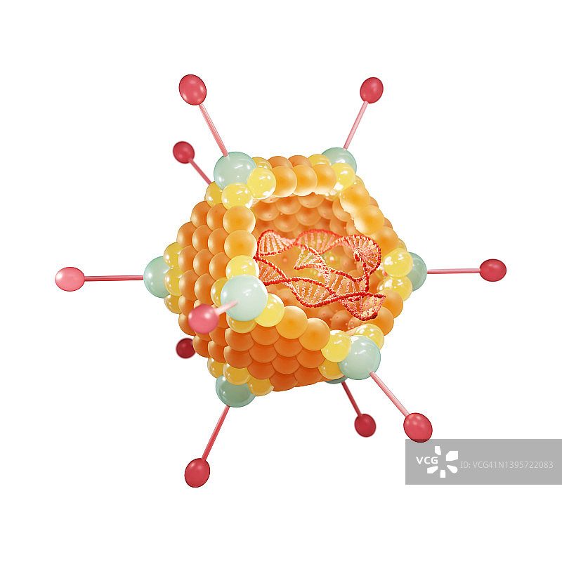 腺病毒结构示意图图片素材