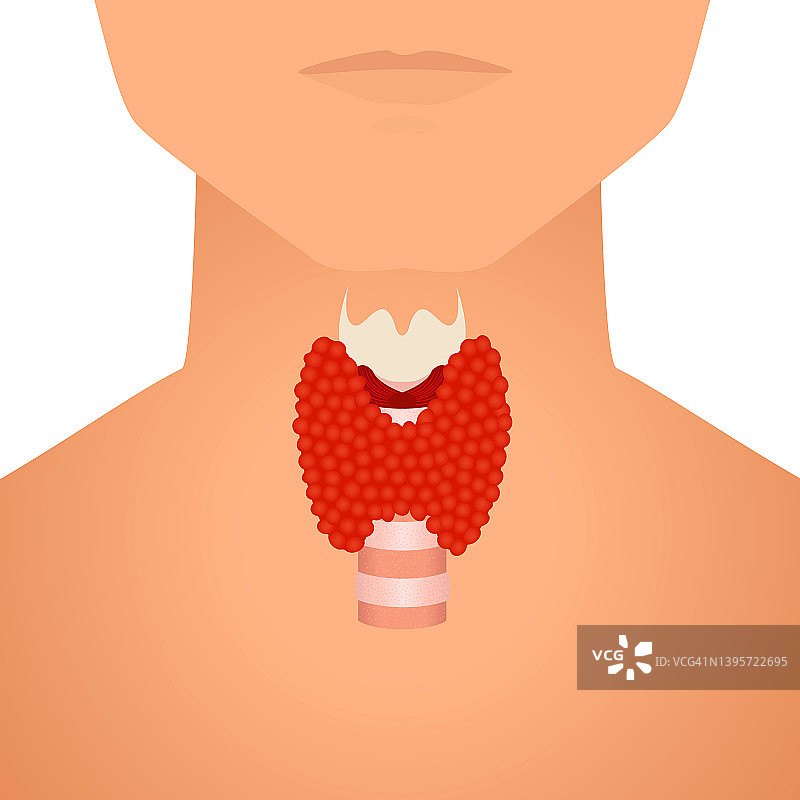 男性甲状腺概念插图图片素材