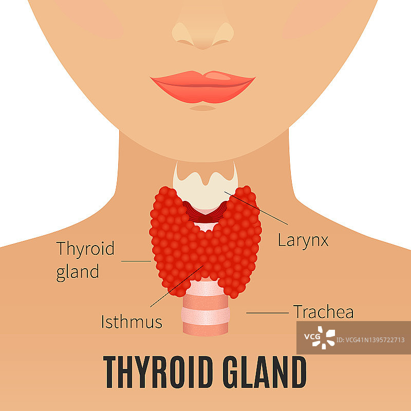女性甲状腺，概念性插图图片素材