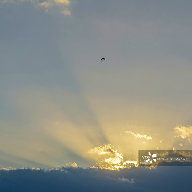 日出时分，阳光下的飞翔燕鸥图片素材