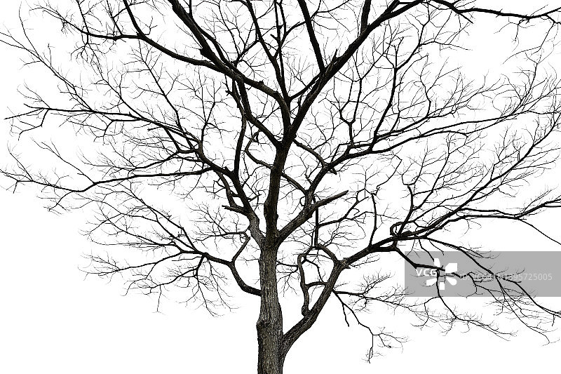 白色背景上孤立的枯树枝图片素材