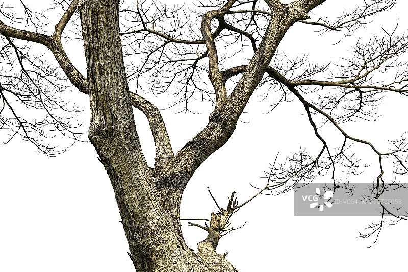 白色背景上孤立的枯树枝图片素材