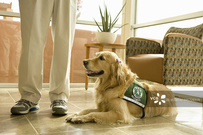 准备好在医院进行宠物治疗的金色巡回猎犬图片素材