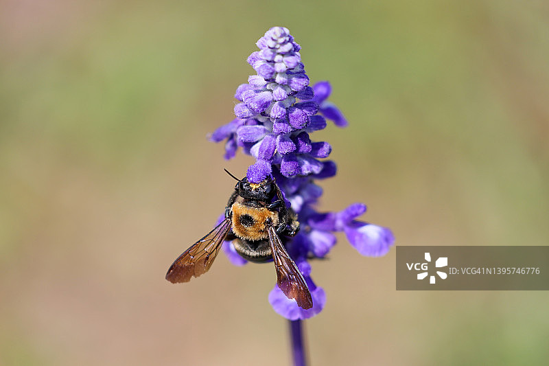 熊蜂给鼠尾草授粉图片素材