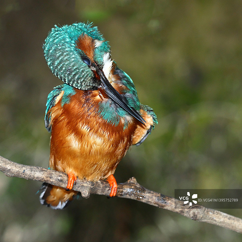 翠鸟梳理羽毛图片素材