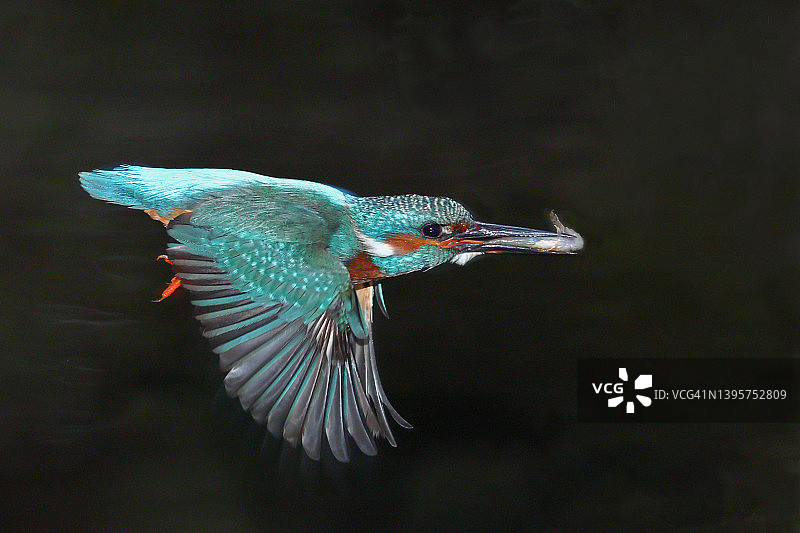 翠鸟飞翔图片素材