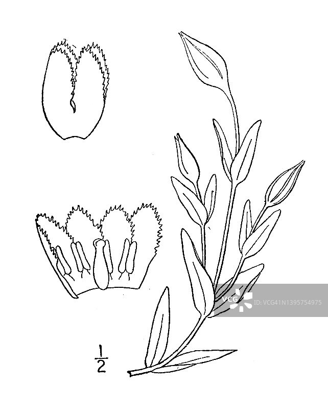 复古植物插画：胀腹龙胆图片素材