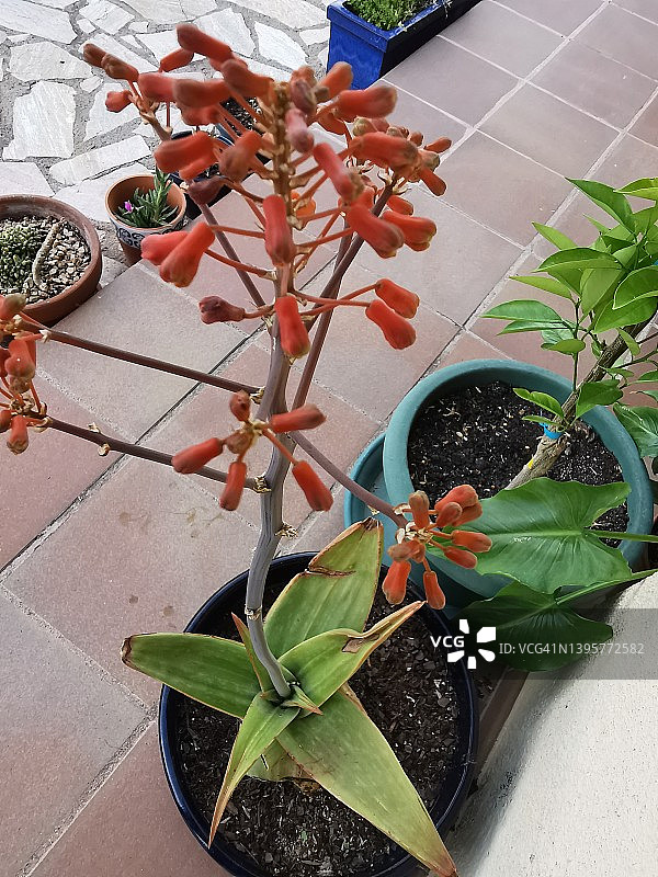 盛开的珊瑚芦荟图片素材