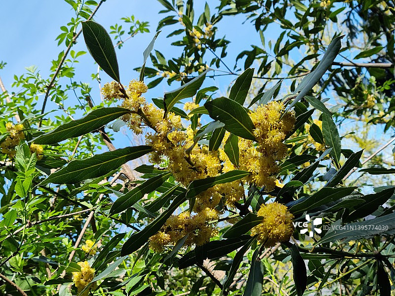 月桂树盛开图片素材