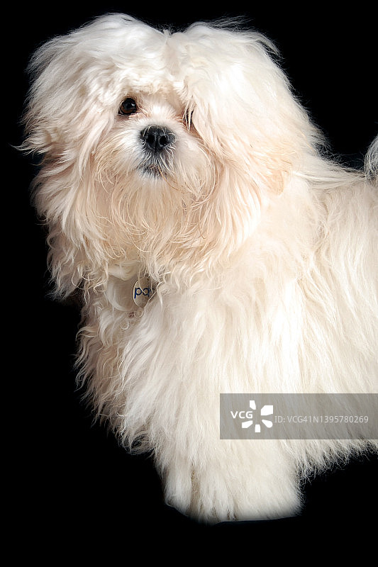 拉萨犬幼犬的影棚拍摄图片素材