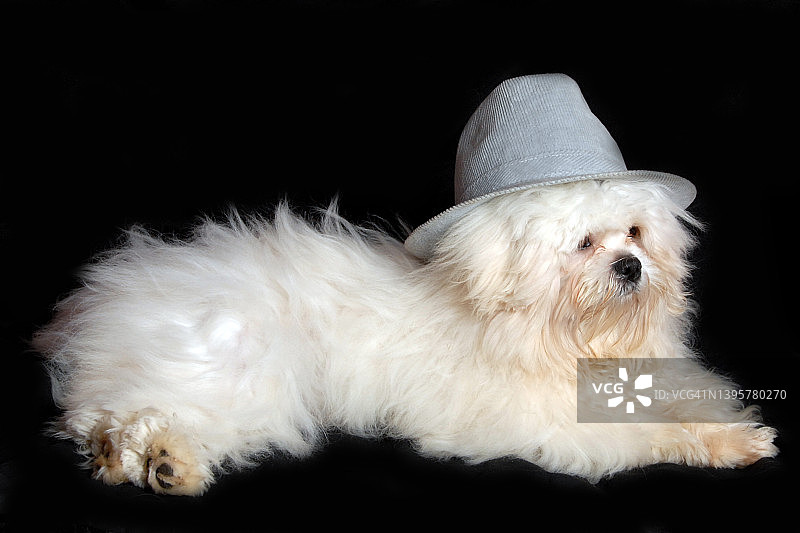 拉萨犬幼犬的影棚拍摄图片素材