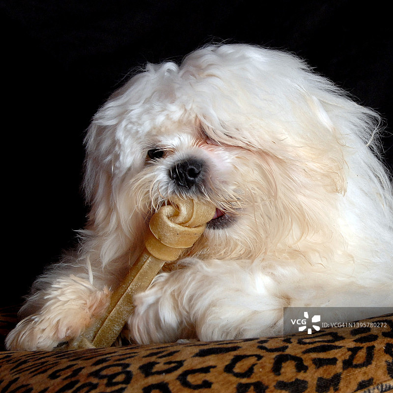 拉萨犬幼犬的影棚拍摄图片素材