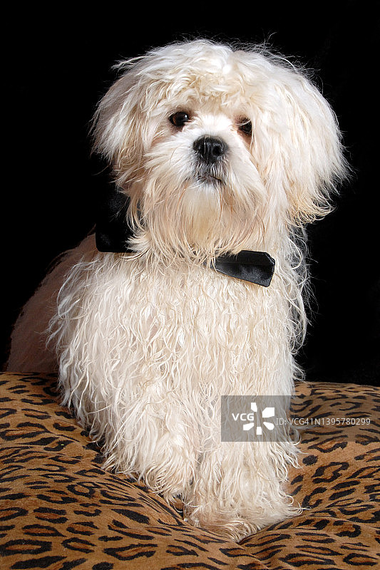 拉萨犬幼犬的影棚拍摄图片素材