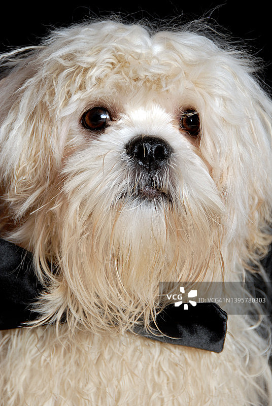 拉萨犬幼犬的影棚拍摄图片素材