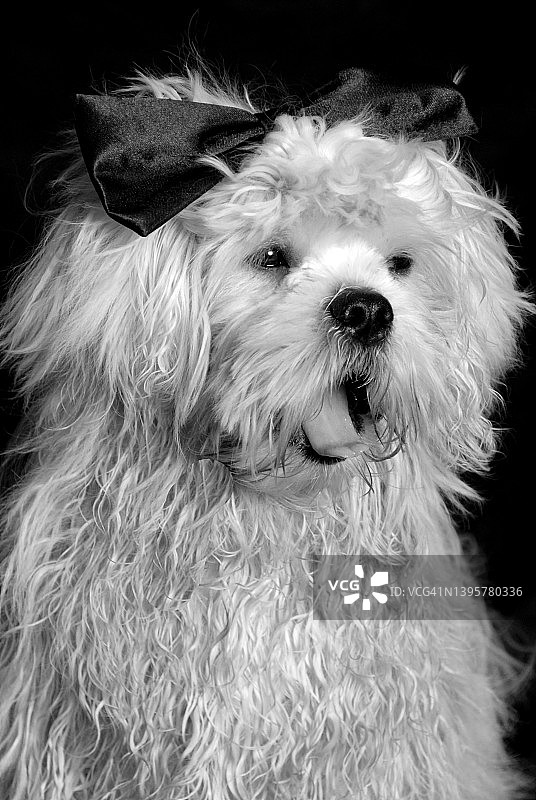 拉萨犬幼犬的影棚拍摄图片素材