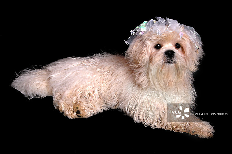 拉萨犬幼犬的影棚拍摄图片素材