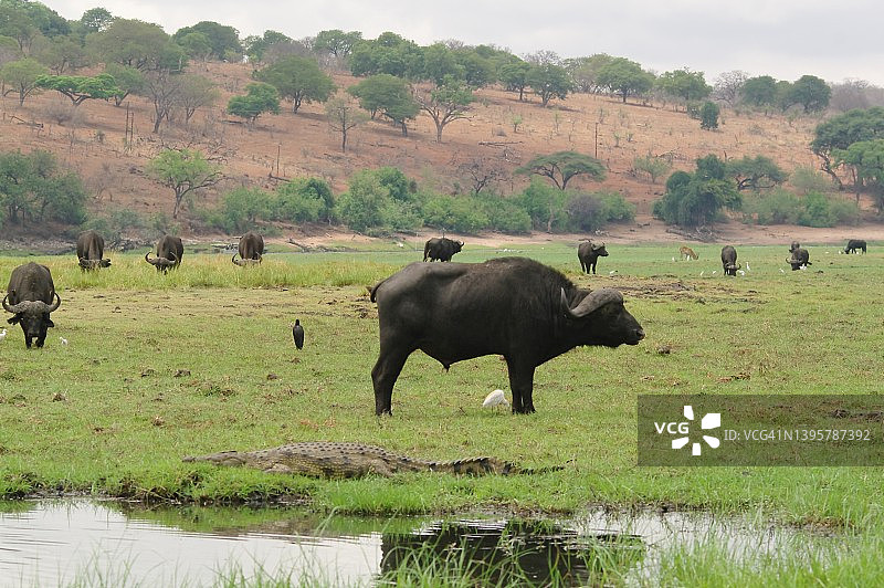 乔贝野生动物图片素材