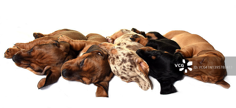 7周大的香肠狗幼犬图片素材