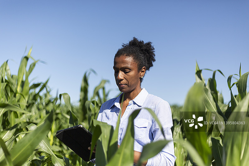黑人女工程师在玉米地里分析树叶图片素材