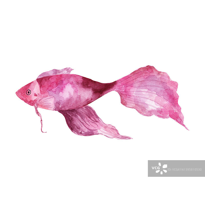水彩海洋鱼类图片素材