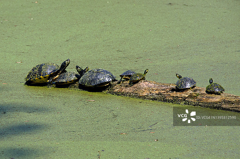 原木上的海龟碰撞图片素材