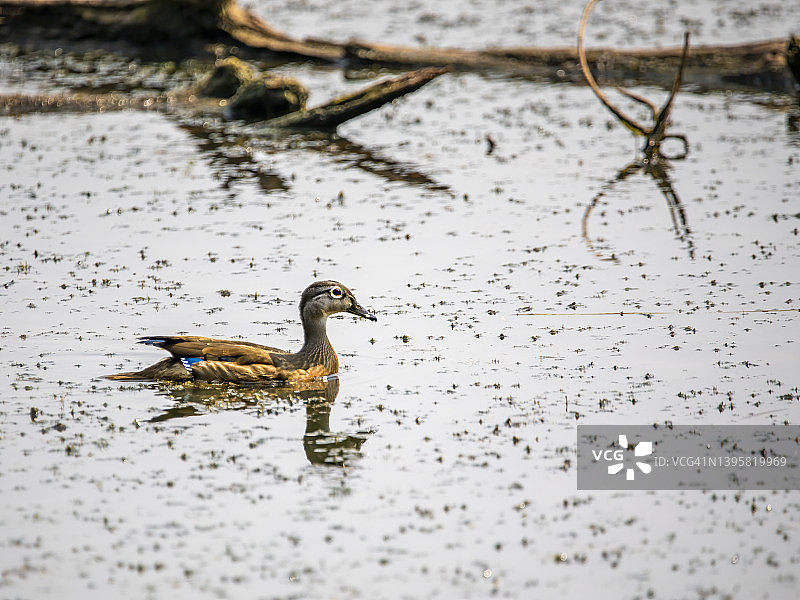 木鸭子图片素材