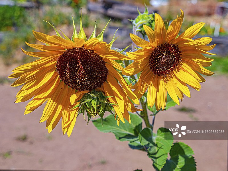 两朵向日葵图片素材