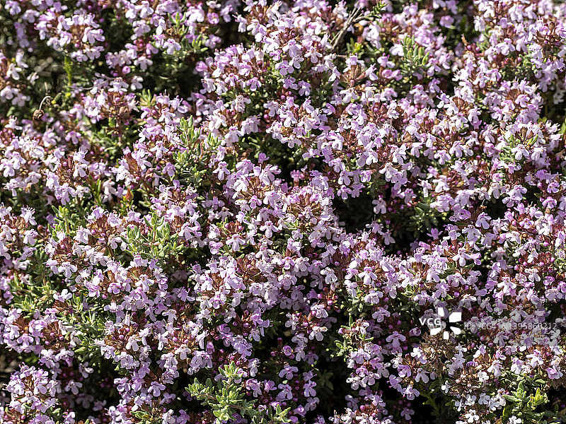 自然界中盛开的百里香图片素材