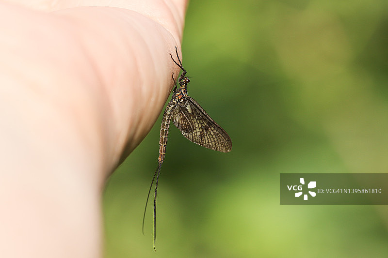 美丽的蜉蝣栖息在人们的手上图片素材