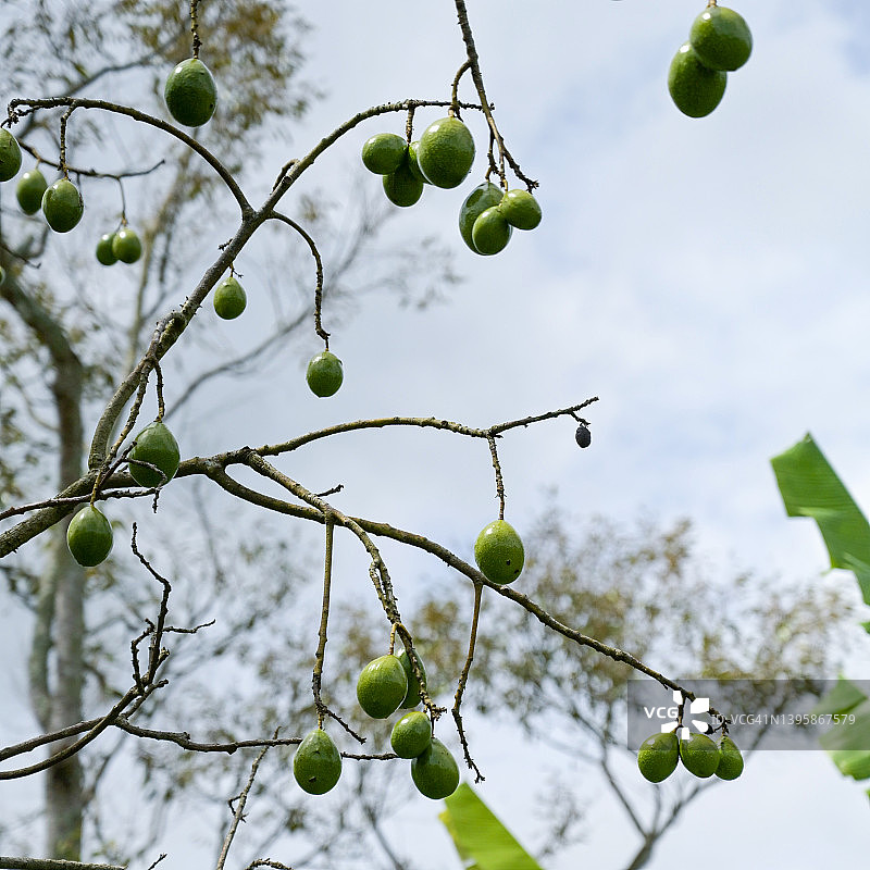 花园里的鳄梨果实图片素材