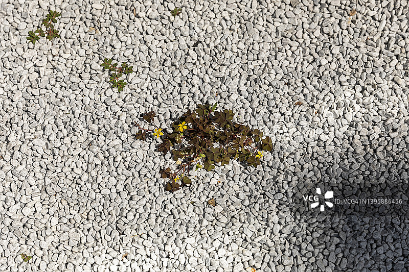 石缝中的草图片素材