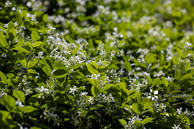 盛开的茉莉花图片素材