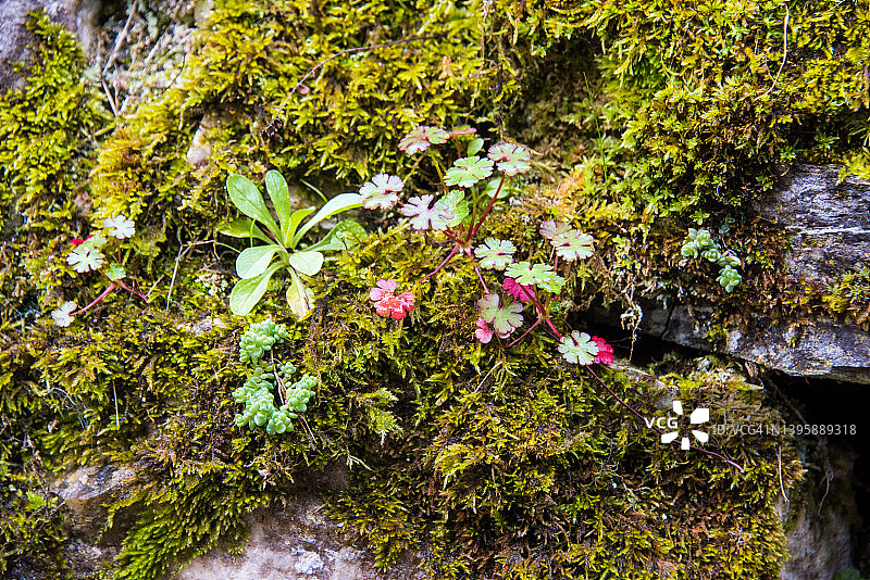 虎耳草和岩石上的苔藓图片素材