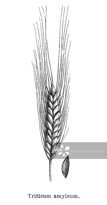 小麦淀粉（Tritici amylum）古版画图片素材