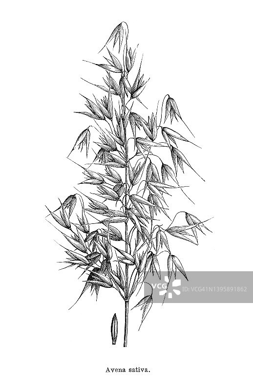 燕麦（普通燕麦）的古老雕刻插图图片素材