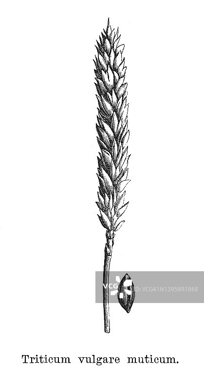 小麦胚芽油古老雕刻插图图片素材