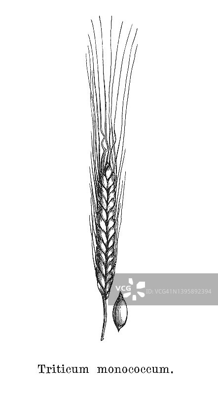 单粒小麦古董雕刻插图图片素材