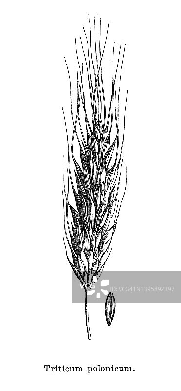波兰小麦古董雕刻插图图片素材