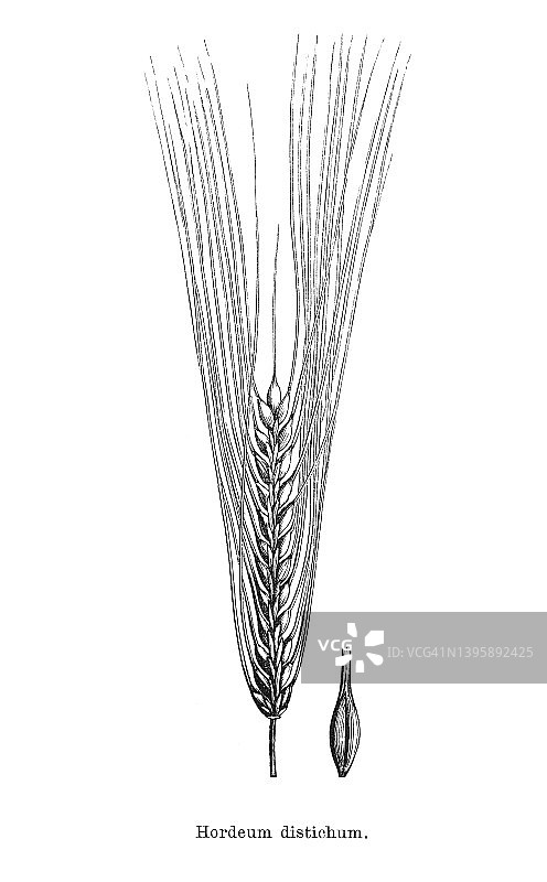 老式雕刻插图：普通大麦或二棱大麦图片素材